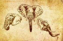Hand Drawn Elephant Vectors