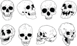 Hand Drawn Skulls