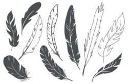 Hand Drawn Vector Feathers