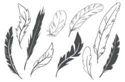 Hand Drawn Vector Feathers 01