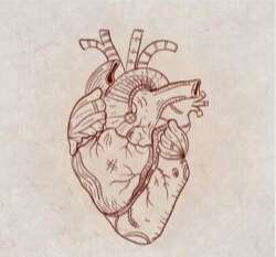 Hand-painted for heart organ illustration