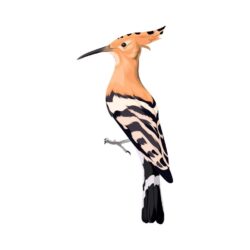 Hoopoe Eurasia bird vector