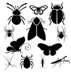 Insect illustrations