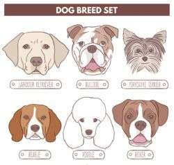 6 kinds of creative pet dog head