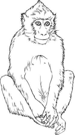 Monkey Black and white vector drawing