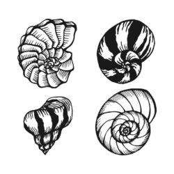 Seashells set vector
