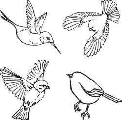 Set of birds sketch