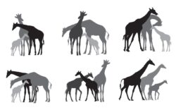 Set of black silhouettes of giraffes family
