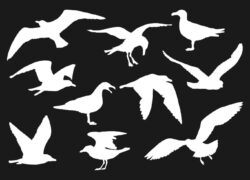 Set of silhouette of flying seagulls vector
