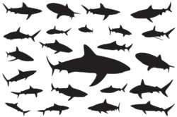 Shark silhouette vector