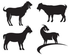 sheep icon vector