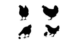 Silhouettes of hen chicken vector