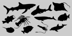 Silhouettes of sea animals