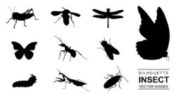 Various insect vector