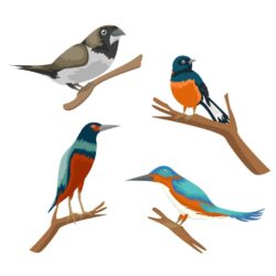 Various kinds of bird cartoon illustration set