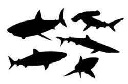 Vector Shark Silhouettes