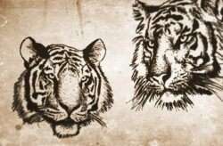 Vector Tigers