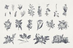 Vintage Floral Vector Illustrations