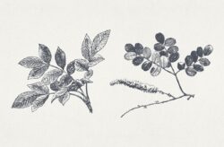 Vintage Floral Vector Illustrations 02