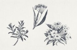 Vintage Floral Vector Illustrations 03