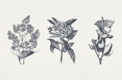 Vintage Floral Vector Illustrations 04