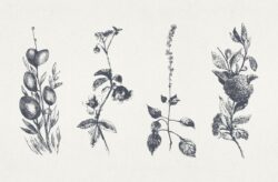 Vintage Floral Vector Illustrations 05