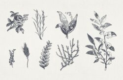 Vintage Floral Vector Illustrations 06