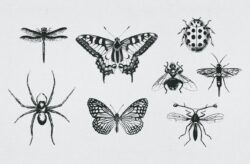 Vintage Insect Vector Illustrations 01