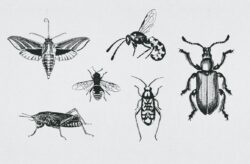 Vintage Insect Vector Illustrations 02
