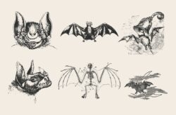 Vintage Skulls & Spooky Illustrations 02