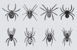 Vintage Spiders Vector Illustrations