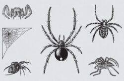 Vintage Spiders Vector Illustrations 01