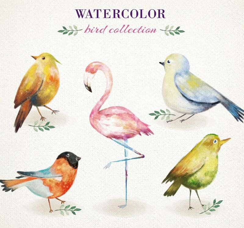 Watercolor bird design
