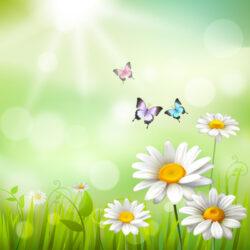 White daisy bush and butterfly