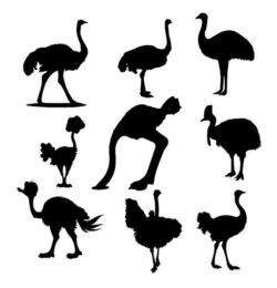 Collection set bird ostrich