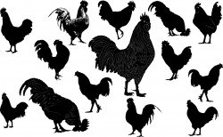 Cock silhouette Vector
