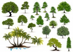 Collection realistic trees isolated on white background