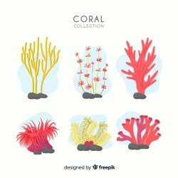Hand drawn coral collection