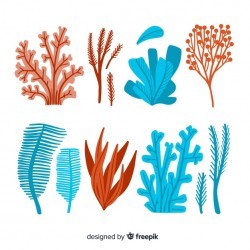 Hand drawn coral collection