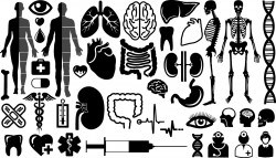Organs symbols silhouette Vector