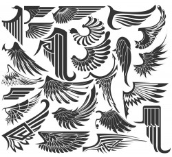 Set sketches of wings Vector