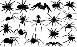 Spider silhouettes Vector