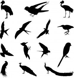 Various birds silhouettes set Vector